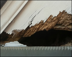 Squirrel damage in Hampton VA