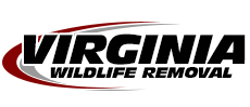 Hampton Wildlife Removal